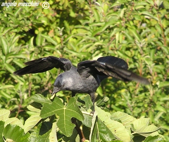 Taccola  Corvus monedula equilibrista